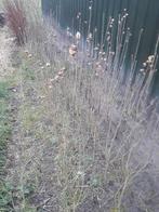 Boompjes, Tuin en Terras, Ophalen of Verzenden, Halfschaduw, Overige soorten, 100 tot 250 cm