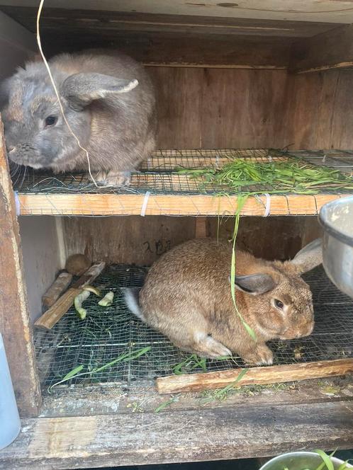 Twee mannelijke konijnen in een kooi, Dieren en Toebehoren, Konijnen, Mannelijk