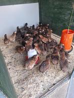 Araucana bolstaart hennen, Vrouwelijk, Kip