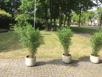 Fargesia Nitida Winter Joy, niet woekerende bamboe!!! beschikbaar voor biedingen