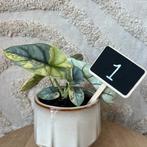 Alocasia silver dragon variegata, Huis en Inrichting, Kamerplanten, Ophalen of Verzenden, Halfschaduw, Minder dan 100 cm
