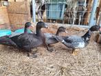 Muskuseenden te koop, Dieren en Toebehoren, Meerdere dieren, Eend