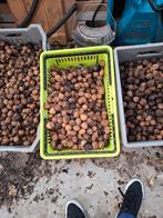 Walnoten 2025, Diversen, Ophalen