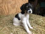 Friese stabij pup, Overige rassen, 8 tot 15 weken, Teef, Eén hond