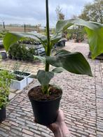 Musa bajoo, bananenboompje(s), Tuin en Terras, Planten | Tuinplanten, Zomer, Ophalen of Verzenden, Overige soorten