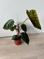 Philodendron verrucosum, Huis en Inrichting, Kamerplanten, Ophalen of Verzenden, Overige soorten, Minder dan 100 cm