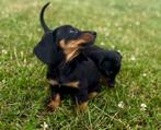 Dwergteckel pups, puppy’s, Dieren en Toebehoren, Honden | Teckels en Dashonden, CDV (hondenziekte), 8 tot 15 weken, Korthaar, Dwerg
