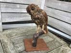 Opgezette bosuil taxidermie (ca. 40 cm. hoog met voet), Antiek en Kunst, Curiosa en Brocante, Ophalen