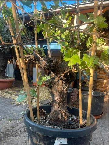 1 zeer oude witte tafeldruif op stam, Vitis vinifera beschikbaar voor biedingen