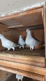 Te koop koppel damascener en duivin, Dieren en Toebehoren, Vogels | Duiven, Meerdere dieren, Postduif