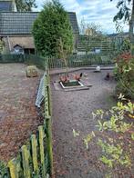 Jonge Sabelpoot Krielhaantjes, Dieren en Toebehoren, Pluimvee, Mannelijk, Kip