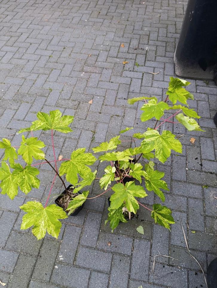 Lesdoorn met bonte bladeren, Tuin en Terras, Planten | Tuinplanten, Overige soorten, Bloeit niet, Ophalen