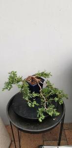 AANBIEDING bonsai cascade, Tuin en Terras, Planten | Bomen, In pot, Minder dan 100 cm, Overige soorten, Volle zon