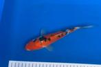 Japanse Koi. Doitsu Sanke Tosai, Dieren en Toebehoren, Vissen | Vijvervissen, Karper of Koi
