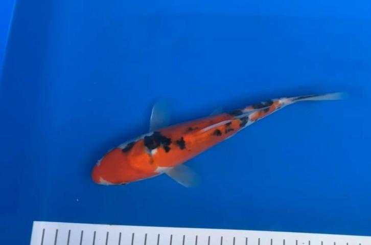 Japanse Koi. Doitsu Sanke Tosai, Dieren en Toebehoren, Vissen | Vijvervissen, Karper of Koi