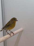 Bastaard europese sijs mannen, Mannelijk, Wildzangvogel, Geringd