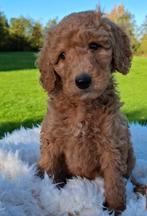 Labradoodle (prachtig reutje beschikbaar), Dieren en Toebehoren, Nederland, 8 tot 15 weken, CDV (hondenziekte), Meerdere