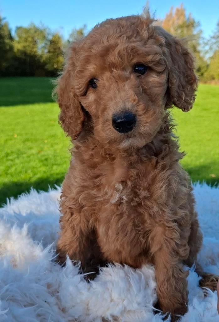 Labradoodle (prachtig reutje beschikbaar), Dieren en Toebehoren, Honden | Retrievers, Spaniëls en Waterhonden, Reu, Overige rassen