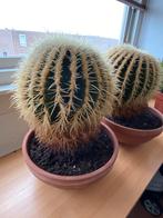 Bolcactus 2 stuks, Huis en Inrichting, Kamerplanten, Ophalen, Minder dan 100 cm