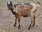 Maanvlek nubische bokje, Dieren en Toebehoren, Schapen, Geiten en Varkens, Mannelijk, Geit
