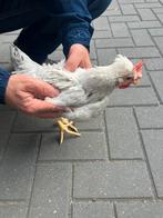 Cream legbar kuikens, Dieren en Toebehoren, Pluimvee, Geslacht onbekend, Kip