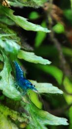 Raszuivere blue dream garnalen, Dieren en Toebehoren, Vissen | Aquariumvissen, Zoetwatervis, Kreeft, Krab of Garnaal, Schoolvis