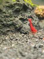 Bloody Mary Garnalen. Rode garnalen, Dieren en Toebehoren, Vissen | Aquariumvissen, Kreeft, Krab of Garnaal