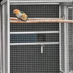 Kweekkoppel Groendij-caique`s/papegaaien (P.L.Leucogaster), Dieren en Toebehoren, Vogels | Parkieten en Papegaaien, Meerdere dieren