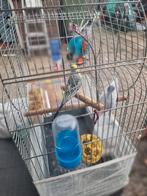 Vogel parkieten, Dieren en Toebehoren, Meerdere dieren, Dwergpapegaai of Agapornis
