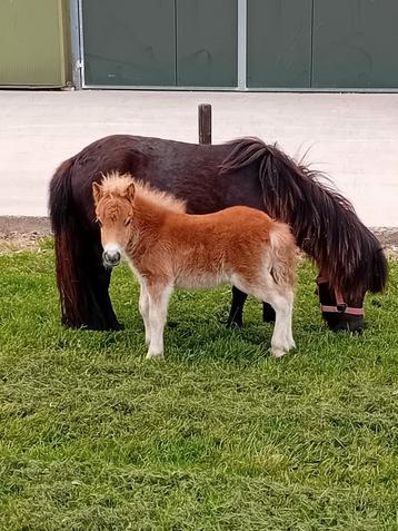 Te koop een mooie stamboek merrie met veulen      beschikbaar voor biedingen