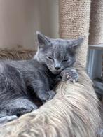 Ragdoll kittens met stamboom (bijzondere kleuren), Dieren en Toebehoren, Katten en Kittens | Raskatten | Langhaar, Meerdere dieren