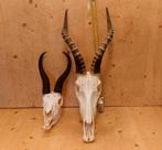 schedel Afrika Blesbok, Ophalen of Verzenden, Schedel