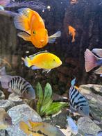 Jonge Malawi Cichliden labidochromis caeruleus yellow, Dieren en Toebehoren, Vissen | Aquariumvissen, Vis, Zoetwatervis