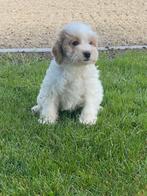 Maltipoo pups, Dieren en Toebehoren, Honden | Chihuahua's en Gezelschapshonden, Parvo, Nederland, Overige rassen, 8 tot 15 weken