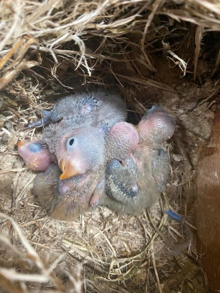 Schattige baby agapornis fischeri dwergpapegaaien, Dieren en Toebehoren, Vogels | Parkieten en Papegaaien, Dwergpapegaai of Agapornis