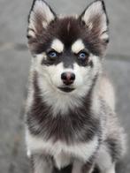 Te koop zeer lieve pomsky pup teefje, Dieren en Toebehoren, 15 weken tot 1 jaar, Overige rassen, CDV (hondenziekte), Teef