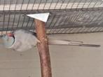Kweek koppel halsbandparkieten, Dieren en Toebehoren, Vogels | Overige Vogels, Meerdere dieren, Tropenvogel