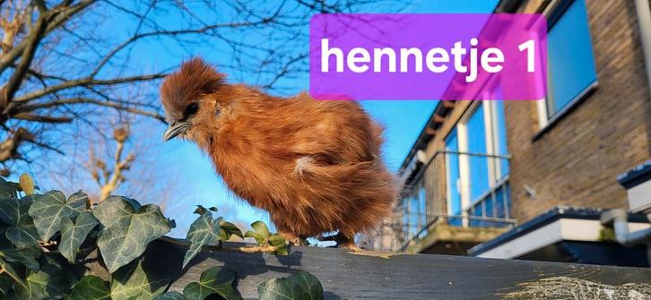 Zijdehoen kriel kuikens zijdehoender hennen, Dieren en Toebehoren, Pluimvee, Kip, Vrouwelijk