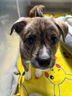 PUPS NOG 1 OVER!, 8 tot 15 weken, Meerdere, Meerdere dieren, Middel