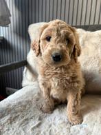 Prachtige goldendoodle f1 pups te koop., 8 tot 15 weken, CDV (hondenziekte), Meerdere, Nederland