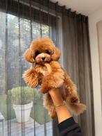 Exclusieve Maltipoo Micro pup (Maltezer/Azian Toy Poedel)), Dieren en Toebehoren, Honden | Chihuahua's en Gezelschapshonden, Particulier