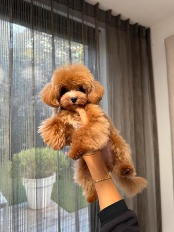 Exclusieve Maltipoo Micro pup (Maltezer/Azian Toy Poedel)) beschikbaar voor biedingen