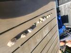 Fossielen, Verzamelen, Mineralen en Fossielen, Ophalen of Verzenden, Fossiel