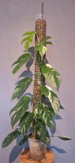 Epipremnum Pinnatum Variegata, Huis en Inrichting, Kamerplanten, Ophalen, Halfschaduw, 100 tot 150 cm
