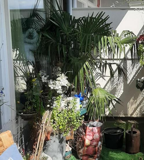 Palmboom met beschermhoes in ketel. Desgewenst vast in tuin., Huis en Inrichting, Overige Huis en Inrichting, Zo goed als nieuw