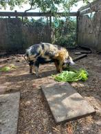 varken, Dieren en Toebehoren, Mannelijk, Varken
