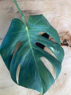 Monstera variegata green on green large form, Overige soorten, Minder dan 100 cm, Ophalen of Verzenden, Halfschaduw