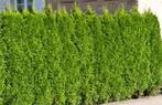 Conifeer Thuja, Ophalen of Verzenden, Bloeit niet, Overige soorten, Volle zon
