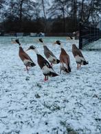 Loopeenden 2 woerden aangeboden, Dieren en Toebehoren, Pluimvee, Meerdere dieren, Eend
