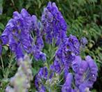 Zaden Aconitum carmichaelii, Verzenden, Voorjaar, Volle zon, Zaad